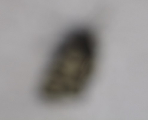 Manuela Sedmach,“Senza memoria”, 2009